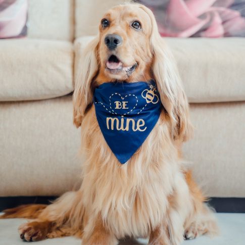 Dog's Bandanas & Bow Ties