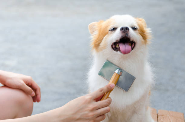 Dogs Combs and Brushes