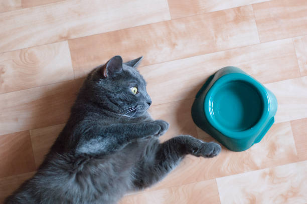 Food and Water Bowls