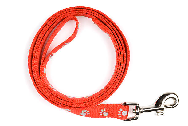Collar and Leash with red color